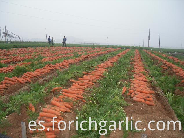 Fresh Carrot